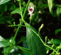 Kalmegh (Andrographis)